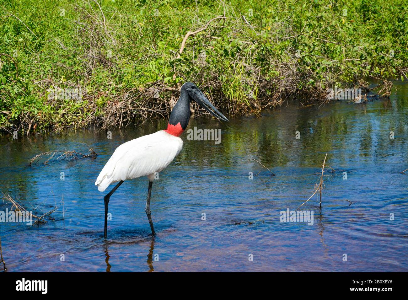 Alagado no pantanal hi-res stock photography and images - Alamy