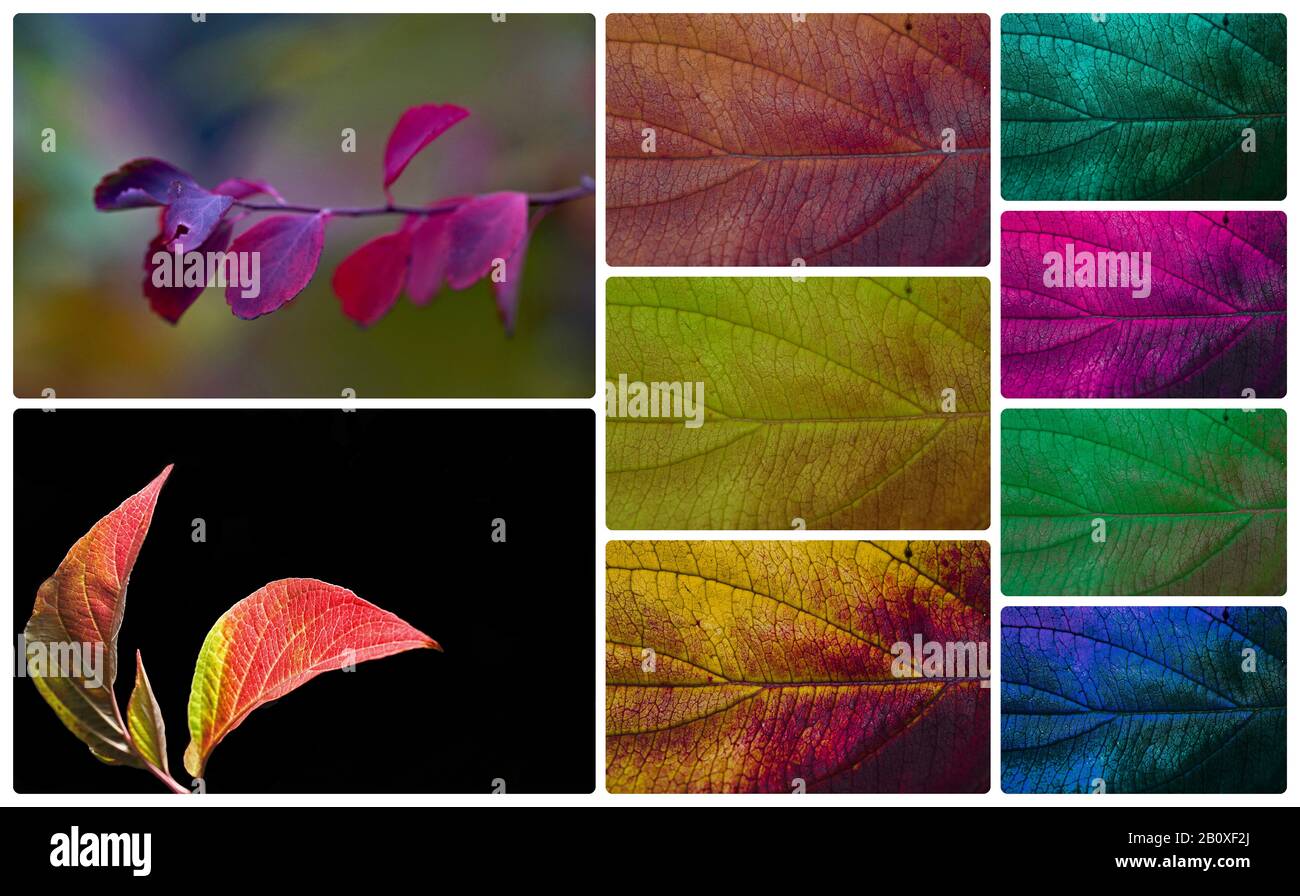 Herbstsequenzen - Blätter und Blüten Stock Photo