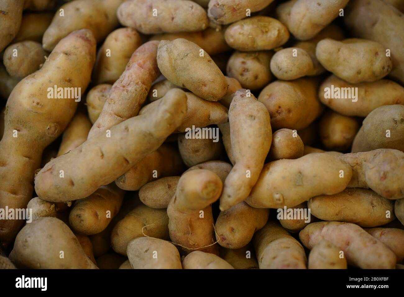 Kartoffel immer ein gesundes Gemüse Stock Photo