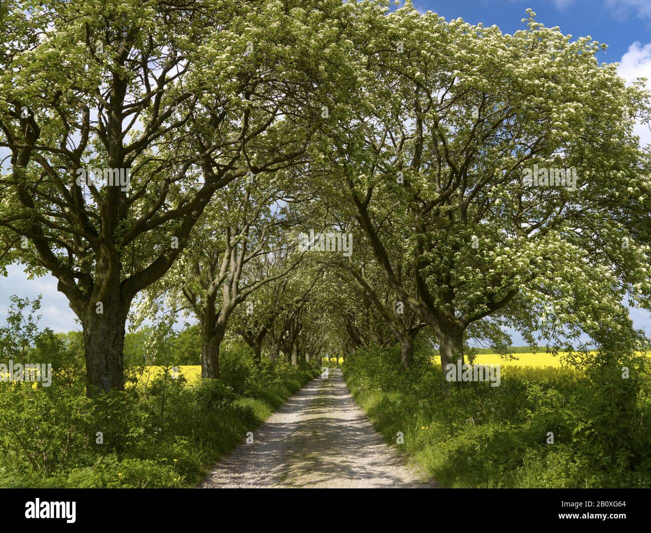 Flourishing Swedish avenue of flourishing flourberry trees from 1910 near Kefferhausen, Eichsfeld, Thuringia, Stock Photo