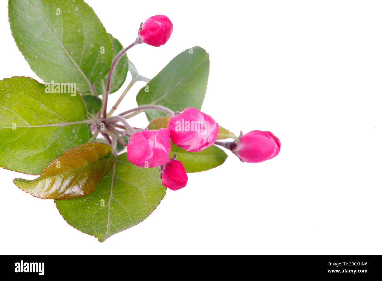 Chinese flowering crab-apple，Close-up, a white background Stock Photo