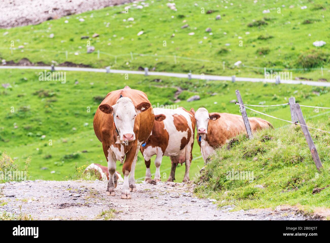 Brown alpine cows being herded along mountain road to go for milking.  Cows and ruminants are responsible for producing greenhouse gases. Stock Photo