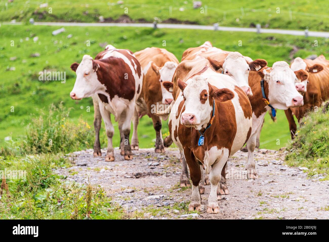 Cows and ruminants are responsible for producing greenhouse gases. Brown alpine cows being herded along mountain road to go for milking. Stock Photo