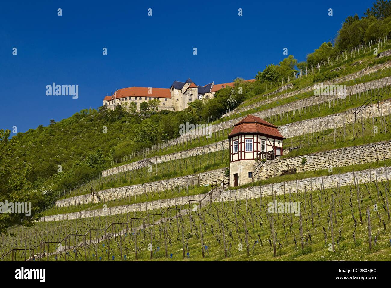 Neuenburg Castle with vineyard, Freyburg / Unstrut, Burgenlandkreis, Saxony-Anhalt, Germany, Stock Photo