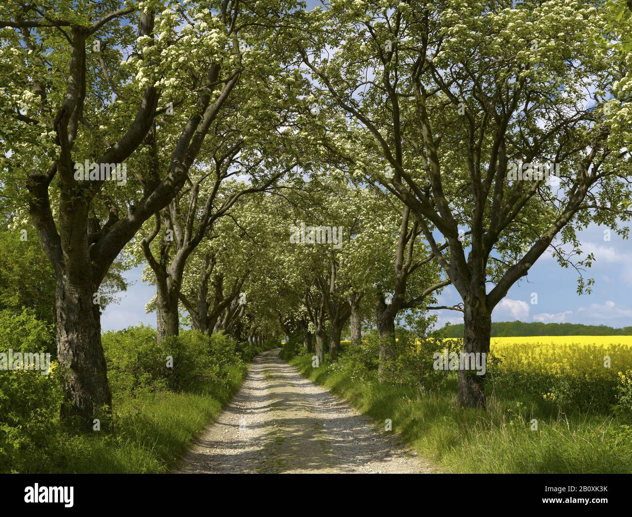 Flourishing Swedish avenue of flourishing flourberry trees from 1910 near Kefferhausen, Eichsfeld, Thuringia, Stock Photo