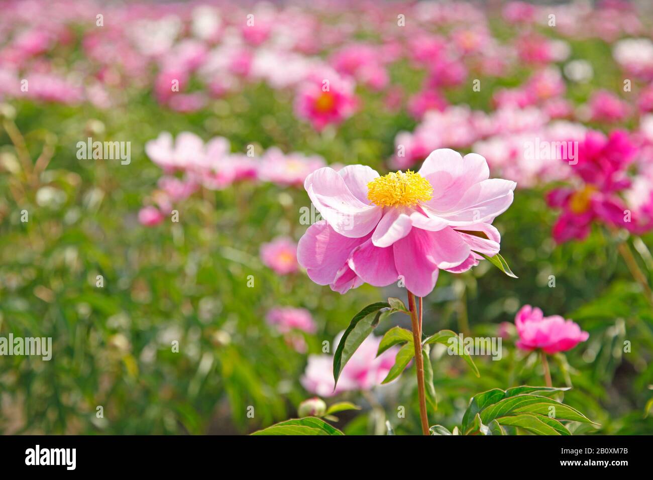 The peony flowers in the park, bright-coloured color, very beautiful ...