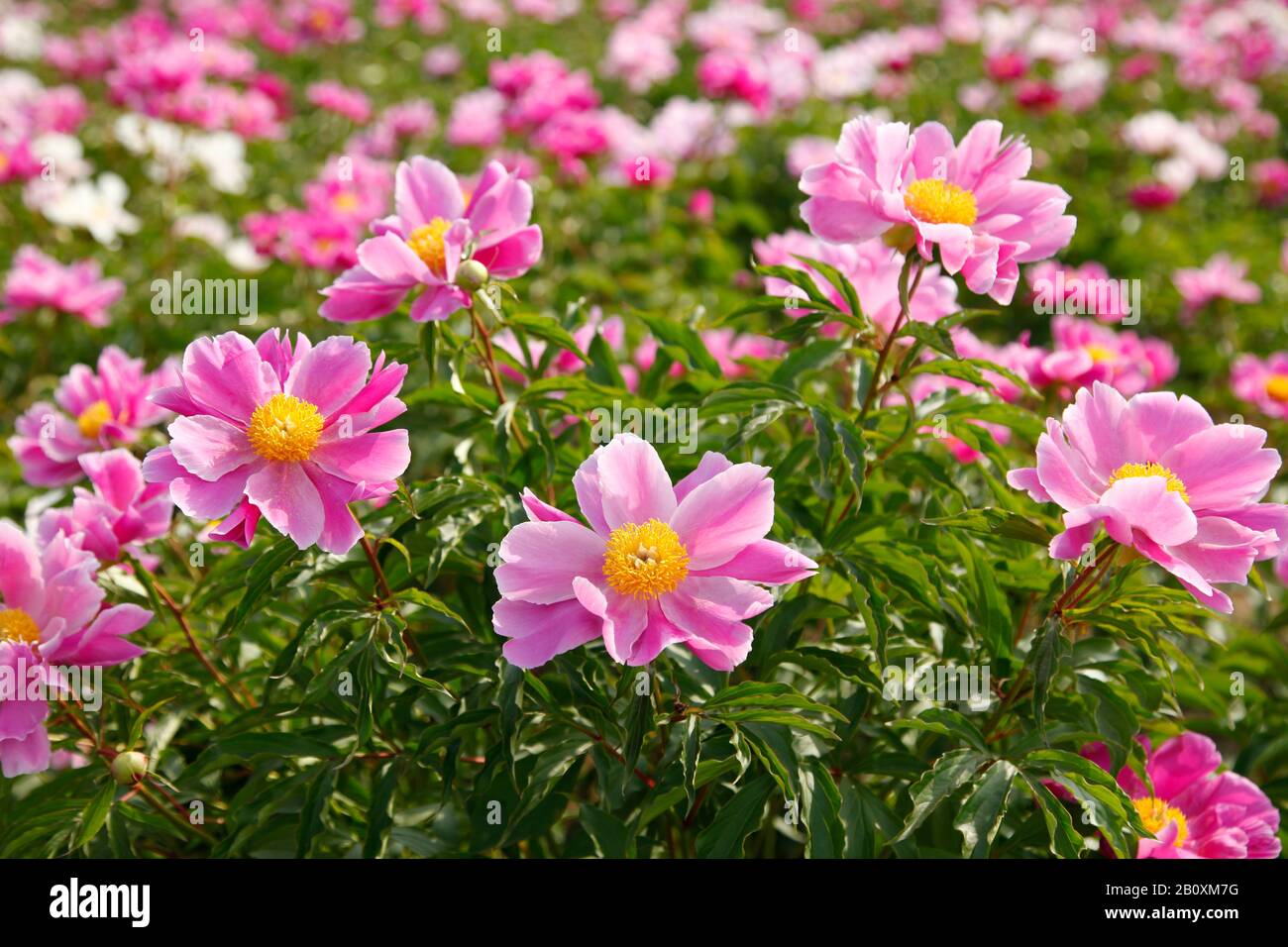The peony flowers in the park, bright-coloured color, very beautiful ...
