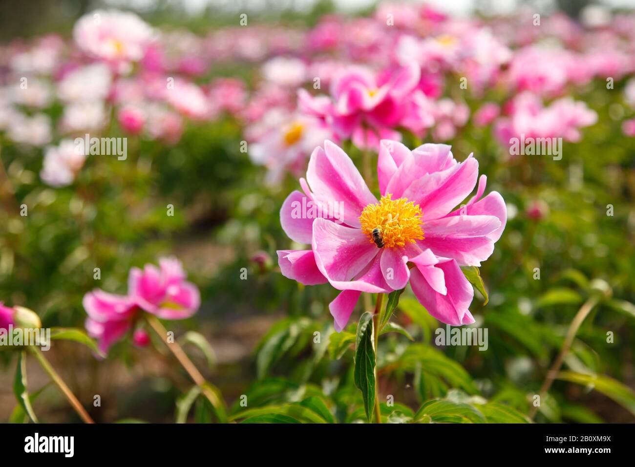 The peony flowers in the park, bright-coloured color, very beautiful ...