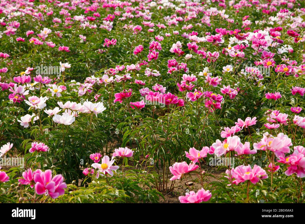 The peony flowers in the park, bright-coloured color, very beautiful ...