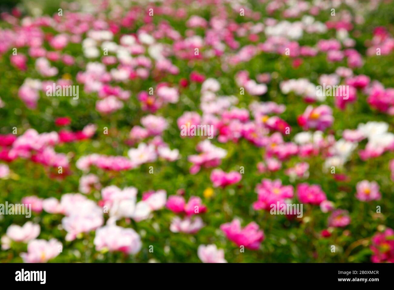 The peony flowers in the park, bright-coloured color, very beautiful ...