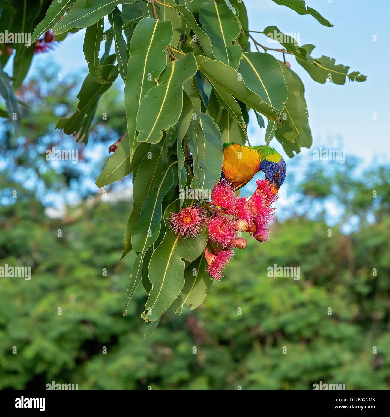 A rainbow lorikeet sitting on a pink flowering gum nut tree feeding on