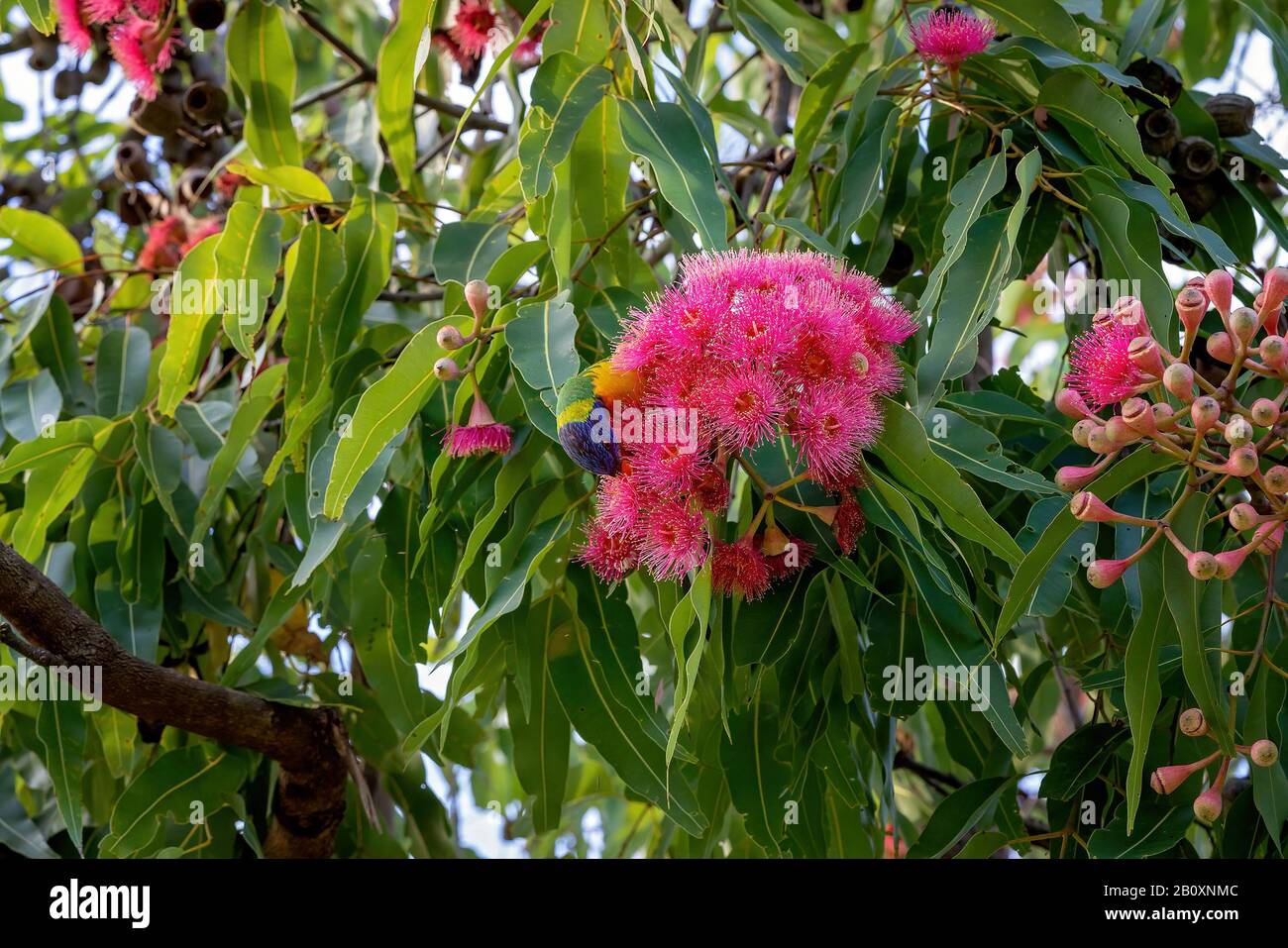 A rainbow lorikeet sitting on a pink flowering gum nut tree feeding on