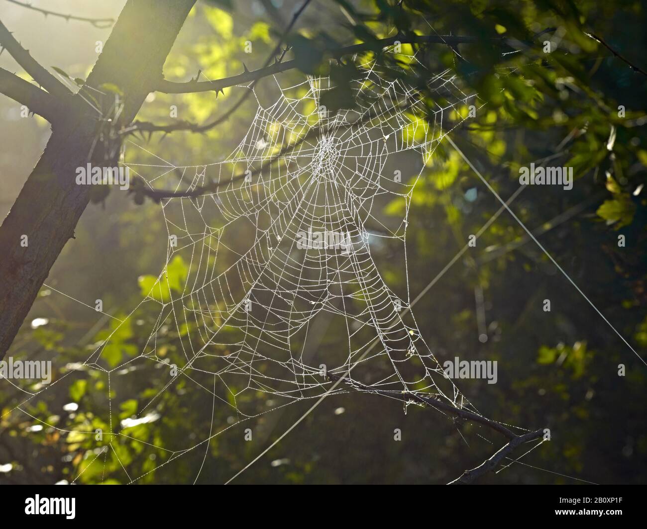 Spider web with dew drops in autumn, Stock Photo