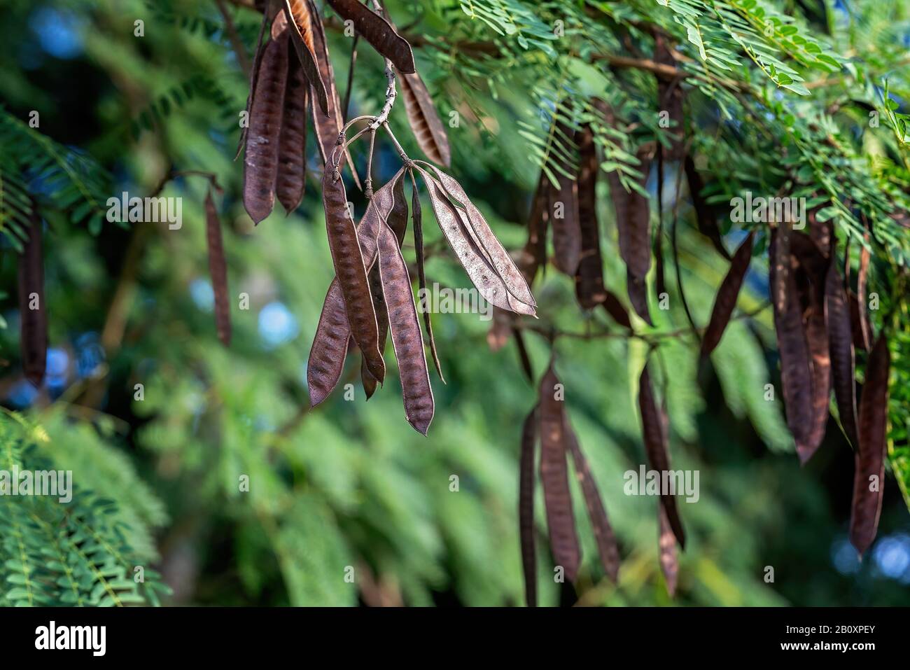 Seed of the Week: Bottle Trees – Growing With Science Blog