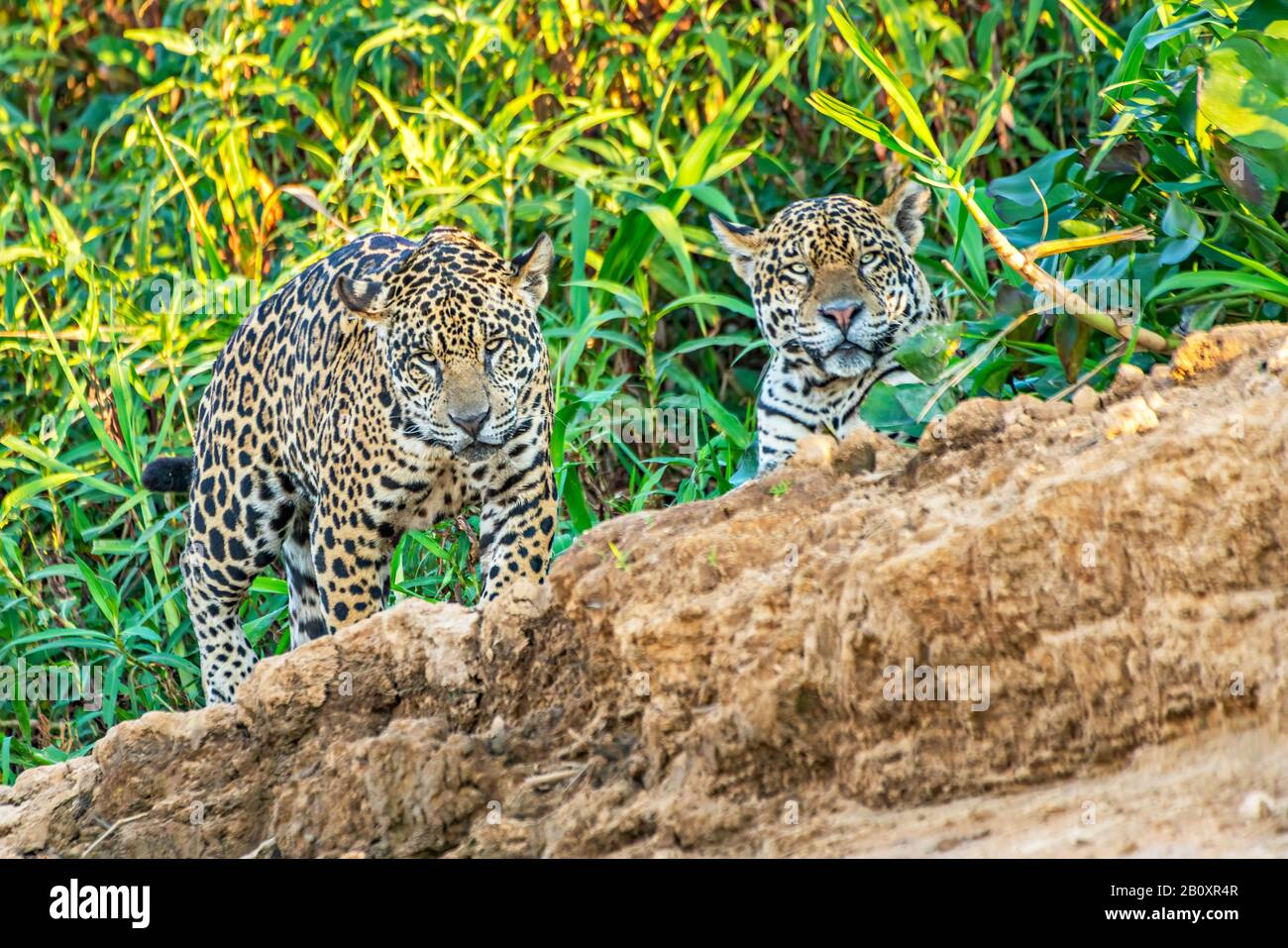 Jaguar Siblings Stock Photo