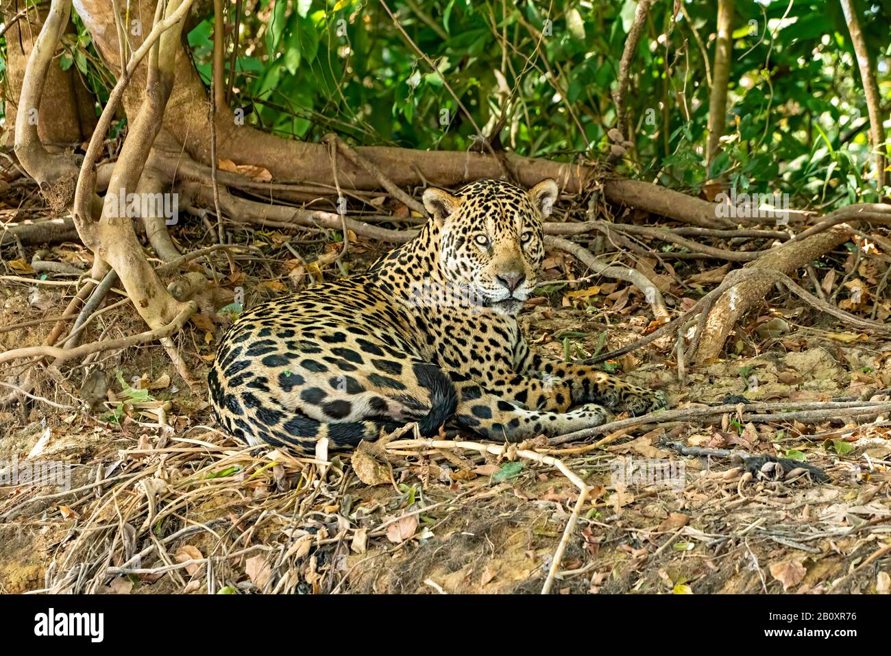 Jaguar Stare Stock Photo