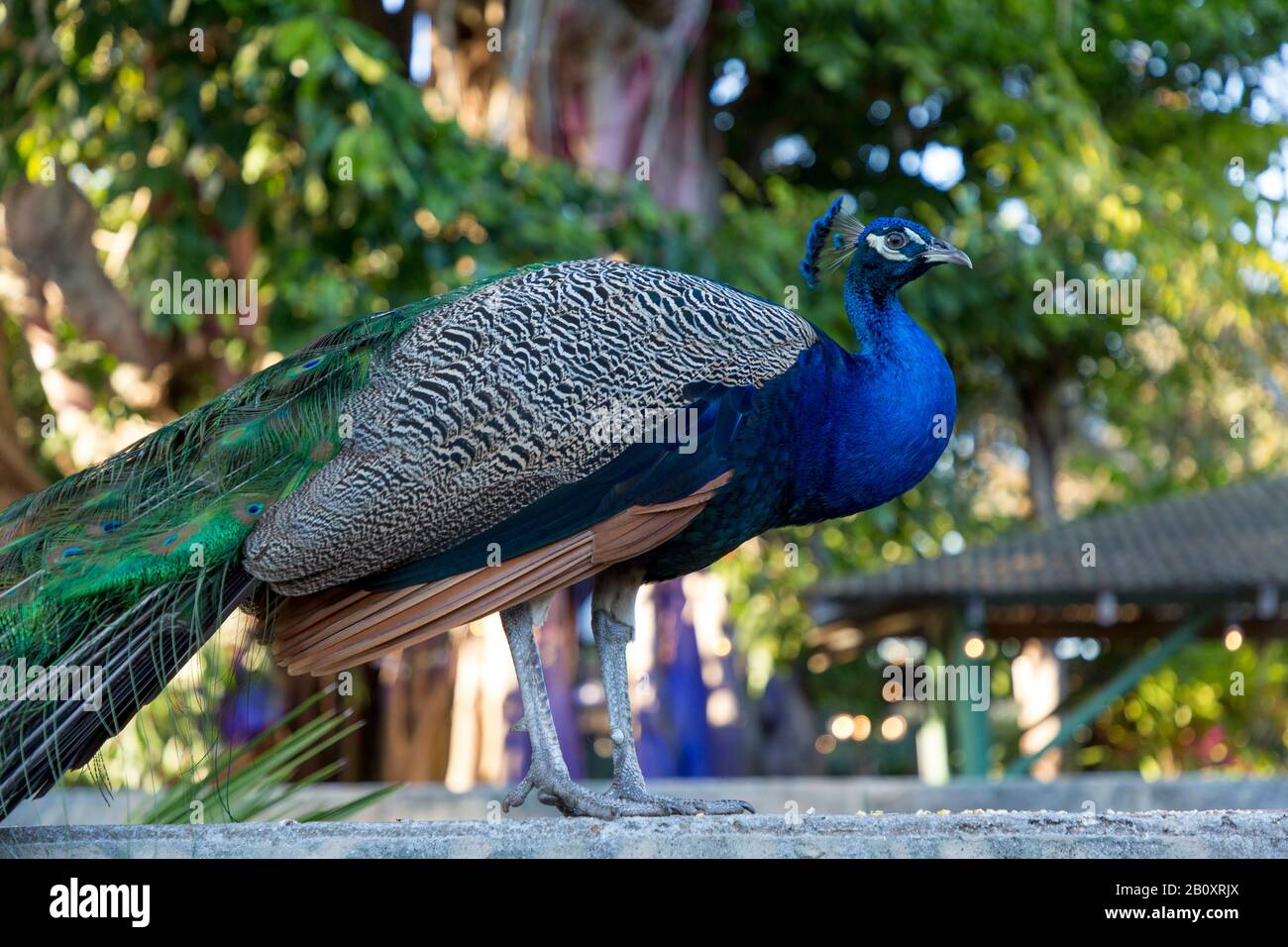 Male Peacock (Afropavo, Pavo) at Everglades Wonder Garden, Bonita Springs, Florida, USA Stock Photo