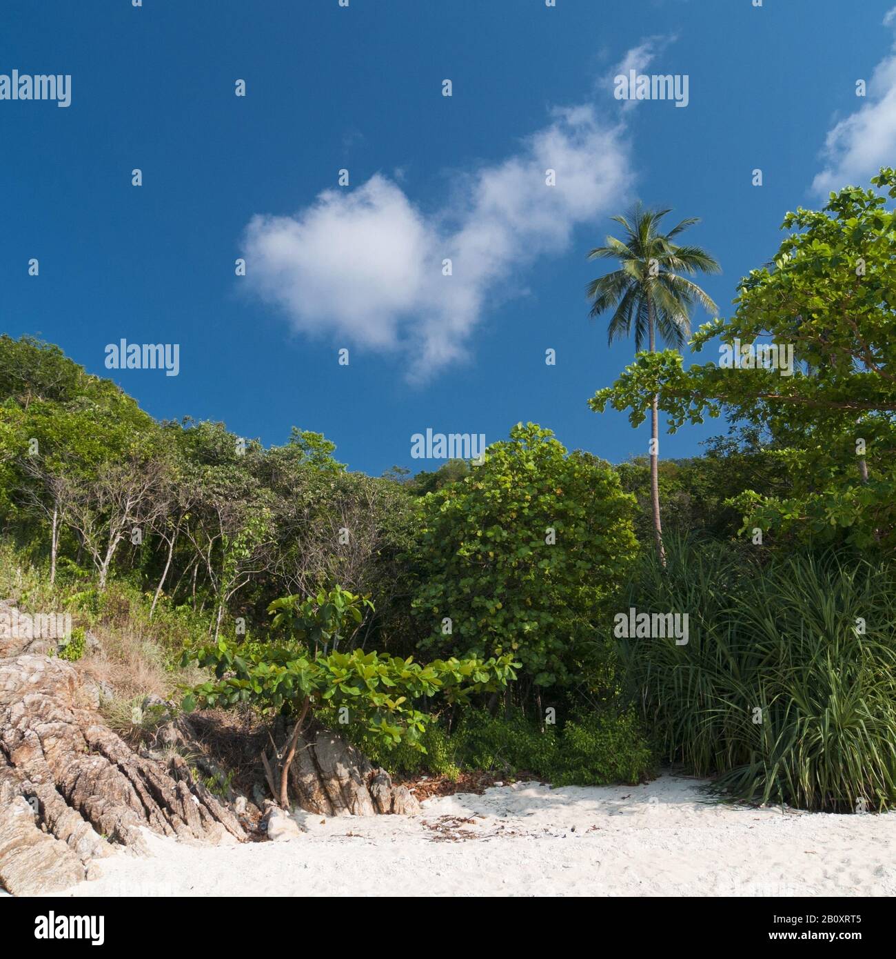 Beach with palm trees, Kho Pha Ngan, Thailand, Southeast Asia, Stock Photo
