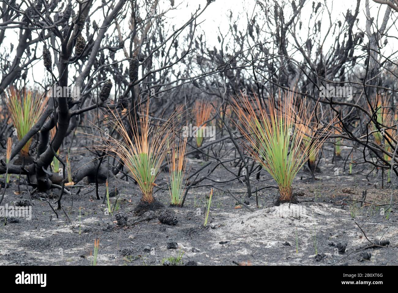 Re growth of Grass Tree  plants after Australian bushfire Stock Photo