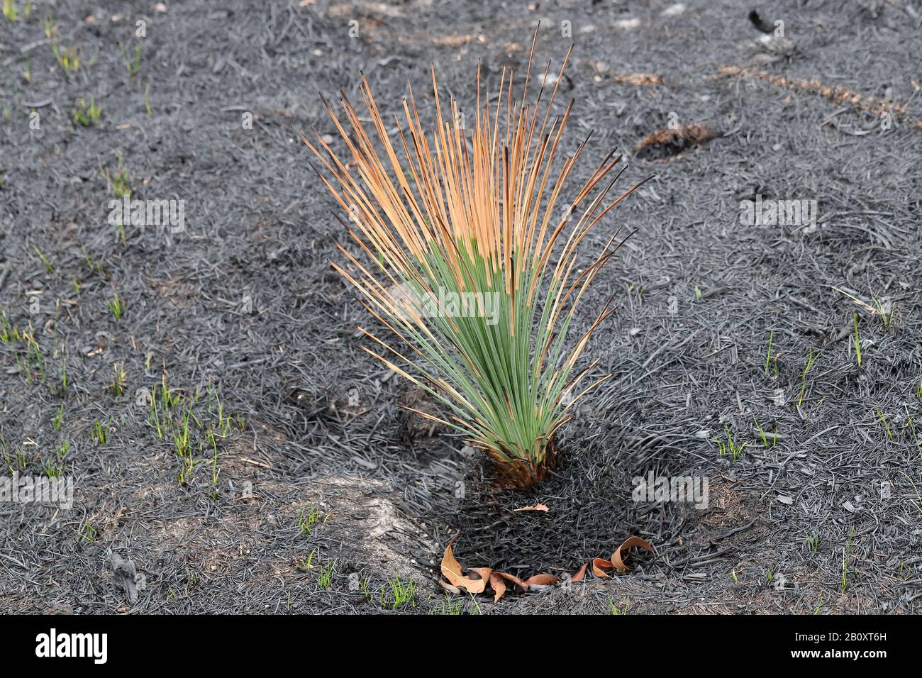Re growth of Grass Tree  plant after Australian bushfire Stock Photo