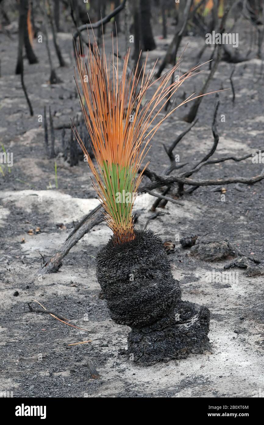 Re growth of Grass Tree  plant after Australian bushfire Stock Photo