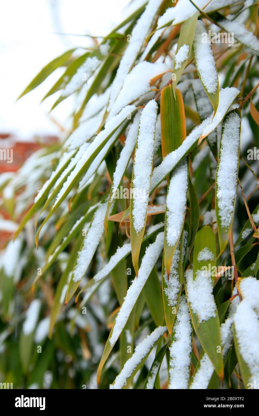 Details of bamboo leaves in winter with snow Stock Photo Alamy