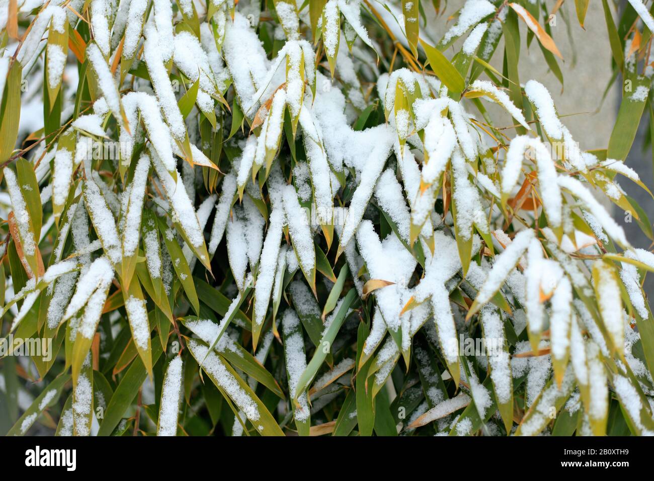 Details of bamboo leaves in winter with snow Stock Photo Alamy