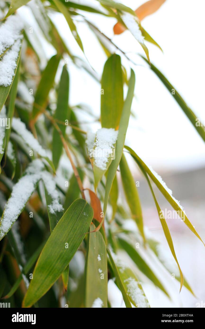 Details of bamboo leaves in winter with snow Stock Photo Alamy