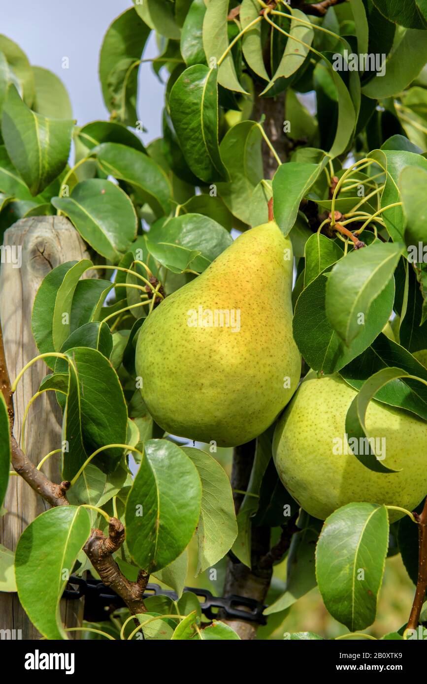 Common pear (Pyrus communis 'Condo', Pyrus communis Condo), pears on a tree, cultivar Condo Stock Photo