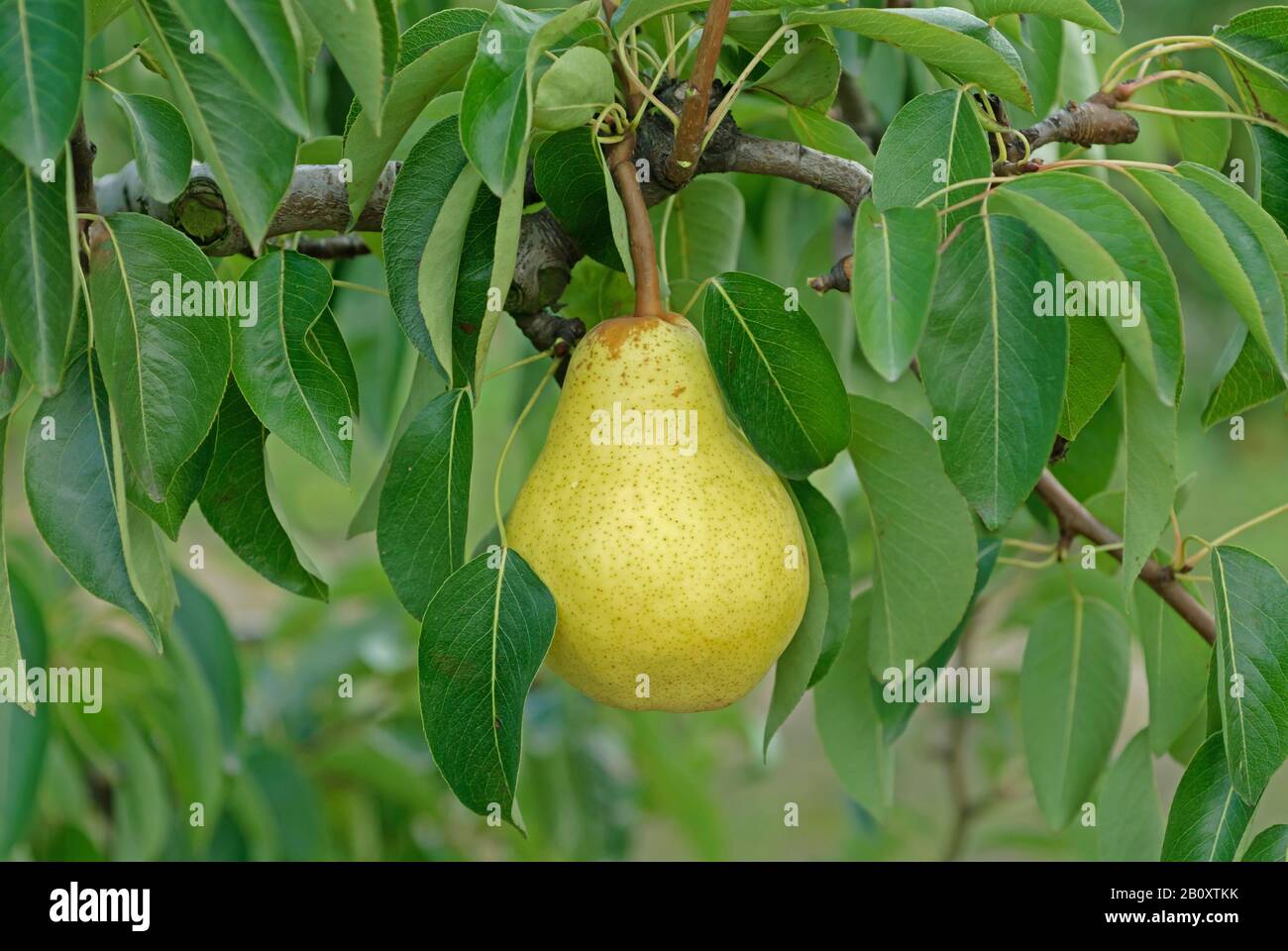 Common pear (Pyrus communis 'Williams Christ', Pyrus communis Williams Christ), pear on a tree, cultivar Williams Christ Stock Photo