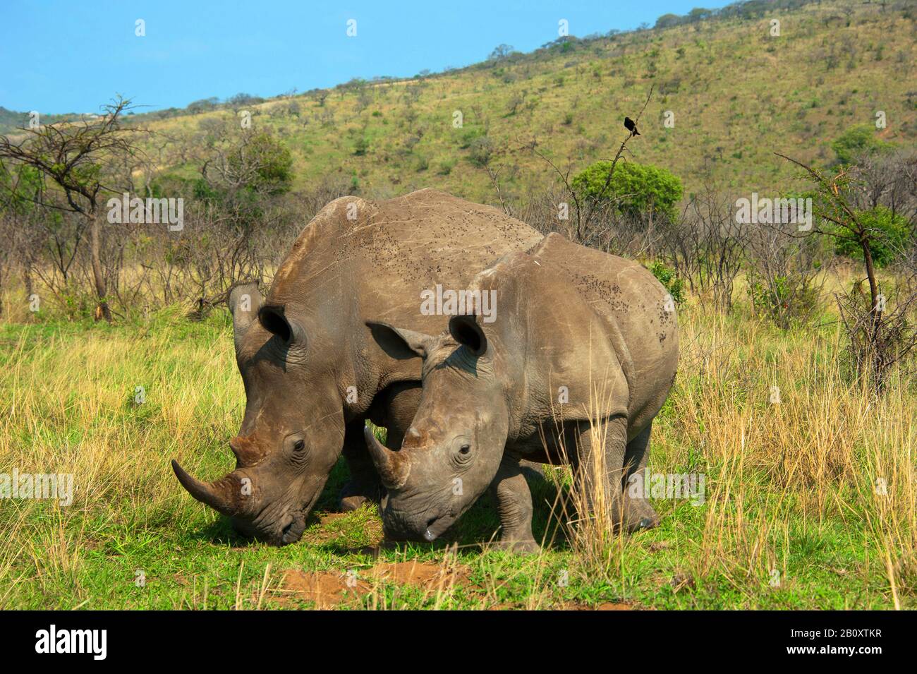 white rhinoceros, square-lipped rhinoceros, grass rhinoceros (Ceratotherium simum), mother and child feeding together in the savannah, South Africa, Kwazulu-Natal, Hluhluwe Park Stock Photo