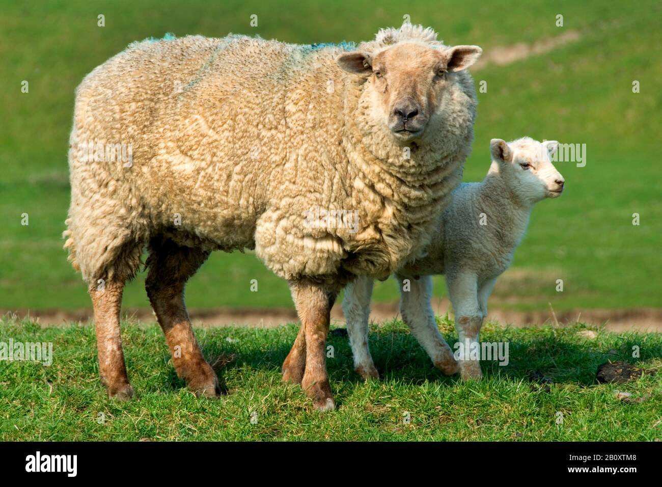 domestic sheep (Ovis ammon f. aries), standing with lamb in a meadow, Germany, Schleswig-Holstein Stock Photo