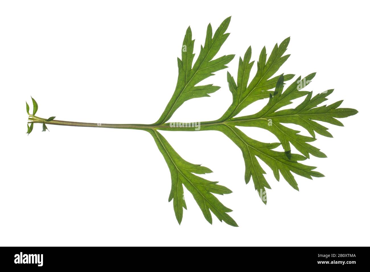 common mugwort, common wormwood (Artemisia vulgaris), leaf, cutout, Germany Stock Photo