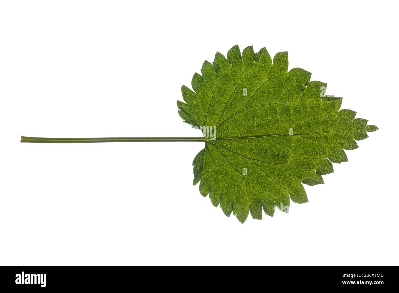 stinging nettle (Urtica dioica), stinging nettle leaf, cutout, Germany Stock Photo