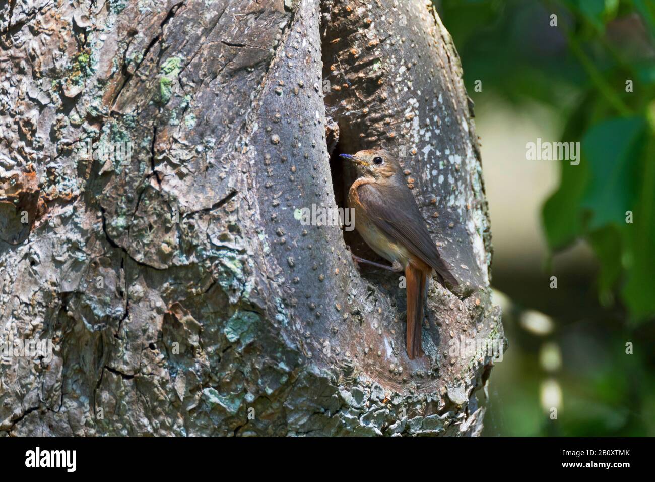 common redstart (Phoenicurus phoenicurus), female perching at the entrance of the nesting hole, side view, Germany Stock Photo