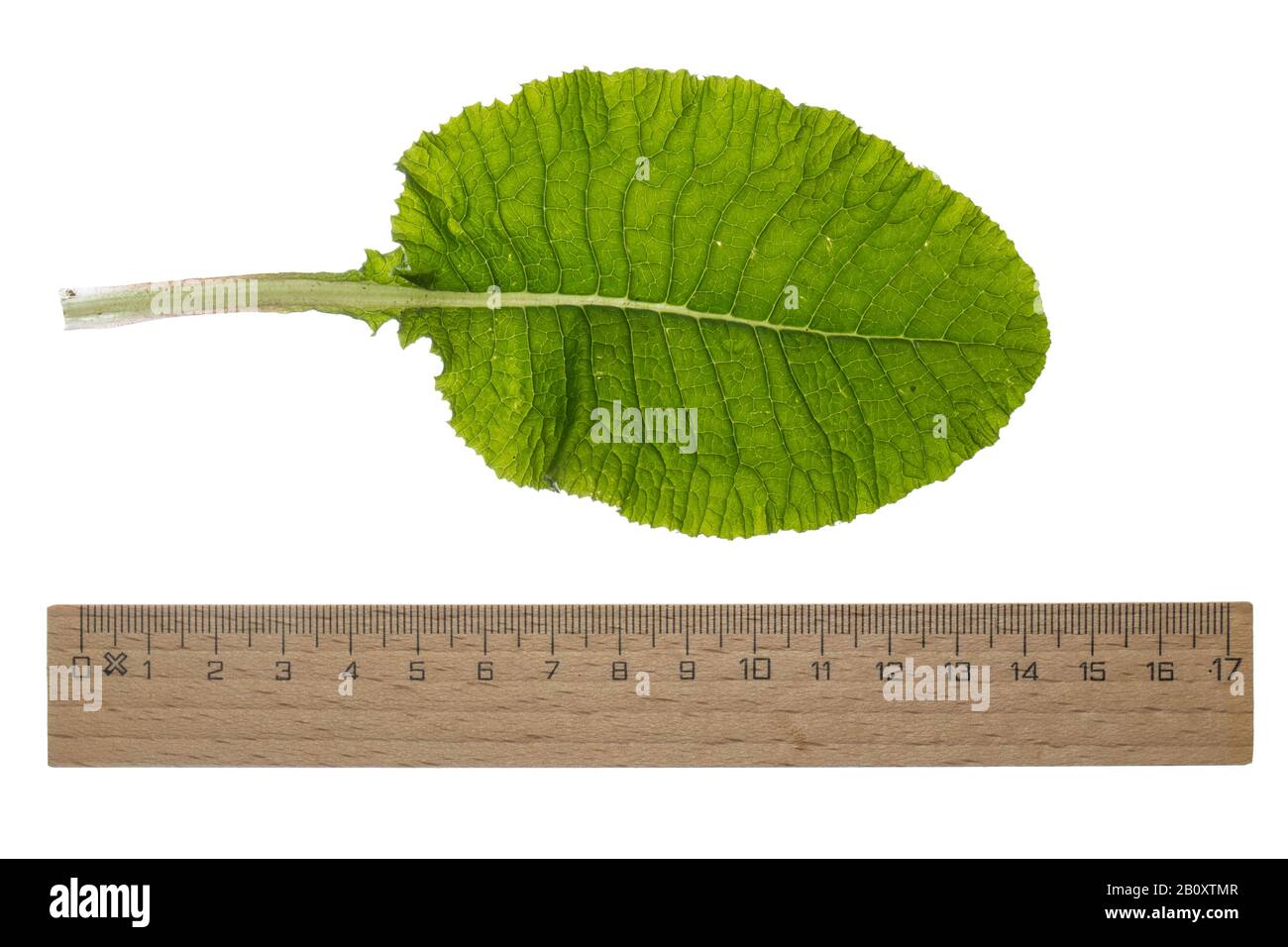 True oxlip (Primula elatior), leaf, cutout with ruler, Germany Stock Photo
