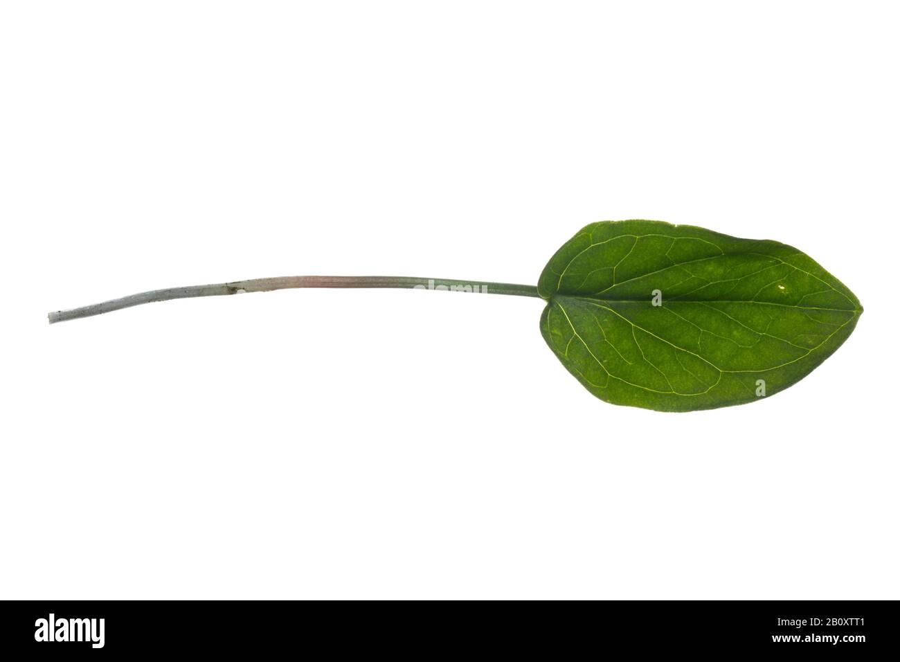 lords-and-ladies, portland arrowroot, cuckoopint (Arum maculatum), leaf, cutout, Germany Stock Photo