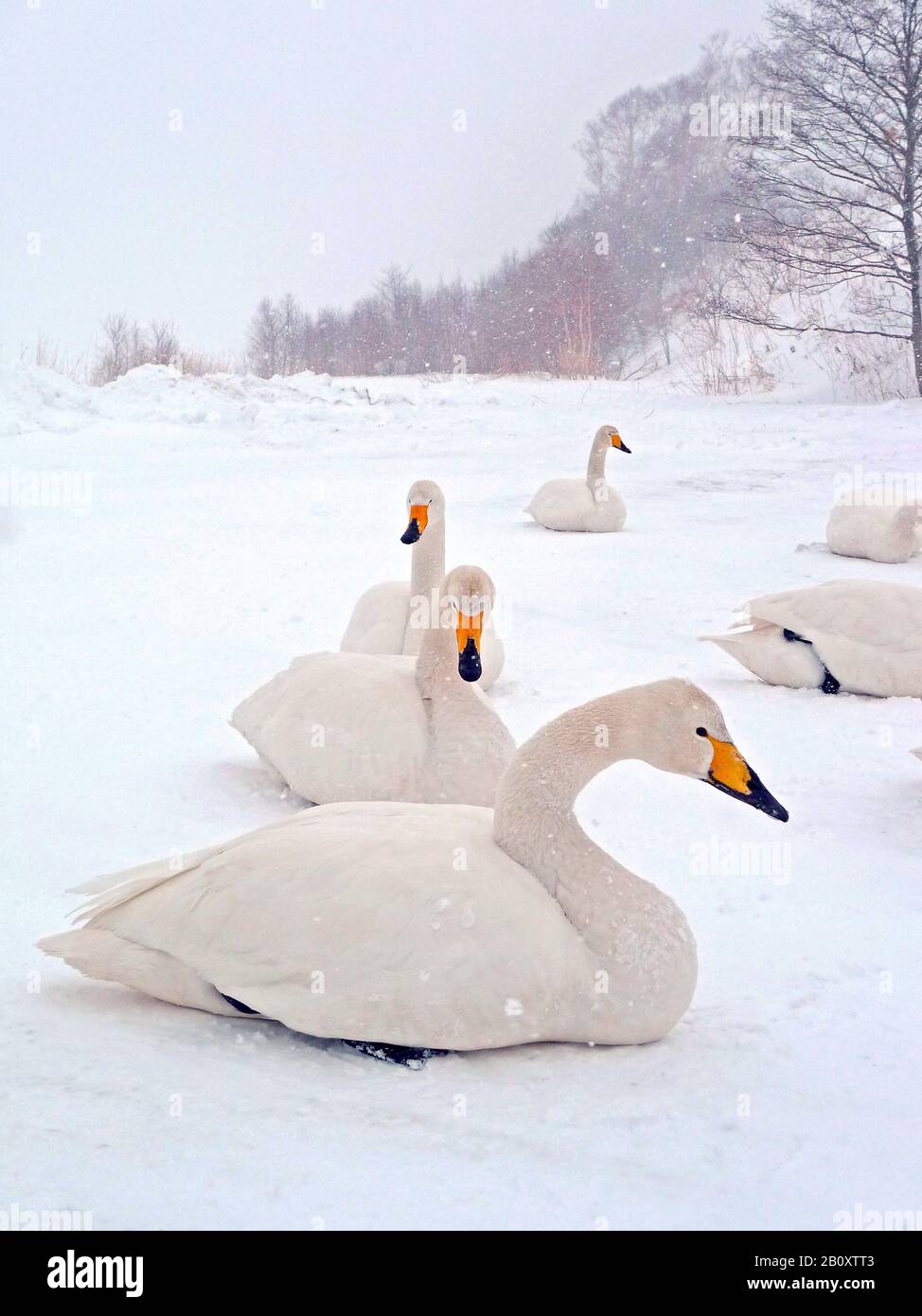 whooper swan (Cygnus cygnus), troop lying on frozen lake, Japan, Hokkaido Stock Photo