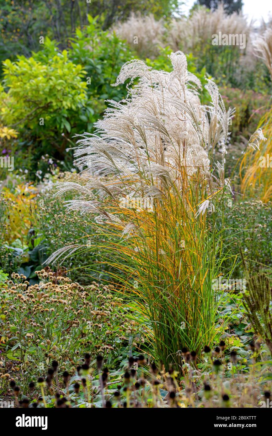 Chinese silver grass, Zebra grass, Tiger grass (Miscanthus sinensis 'Kleine Fontaene', Miscanthus sinensis Kleine Fontaene), cultivar Kleine Fontaene, Germany, Lower Saxony Stock Photo