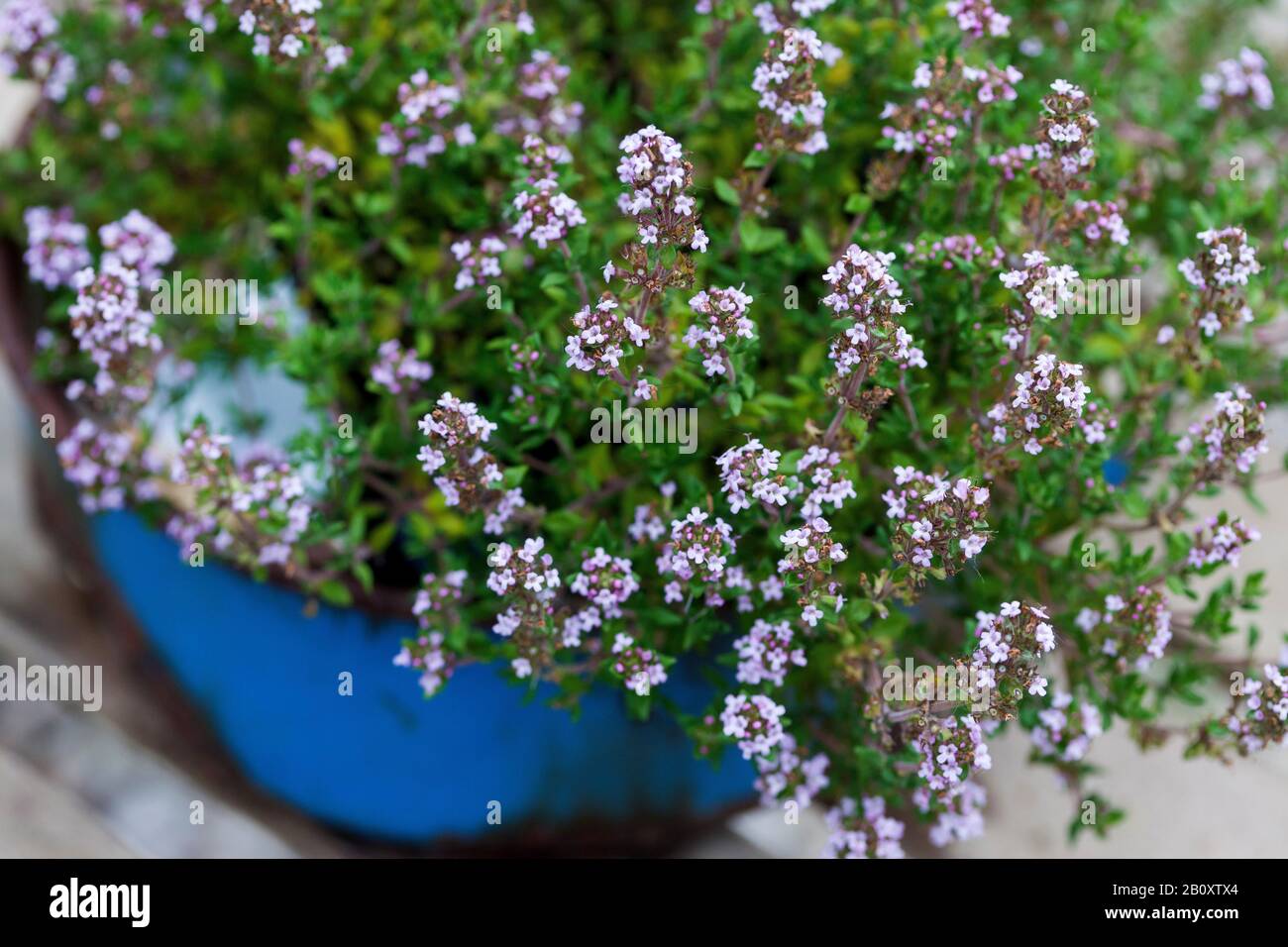 Garden thyme, English thyme, Common thyme (Thymus vulgaris), blooming in a pot, Germany Stock Photo
