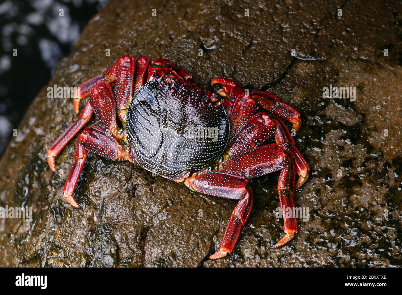 Red rock crab (Grapsus adscensionis), top view, Madeira Stock Photo