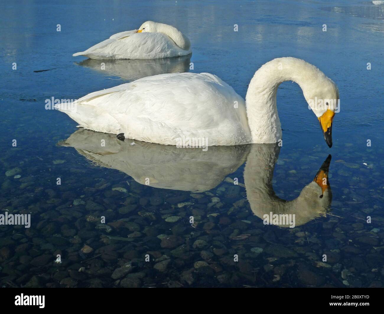 whooper swan (Cygnus cygnus), two swans in water in winter, Japan, Hokkaido Stock Photo