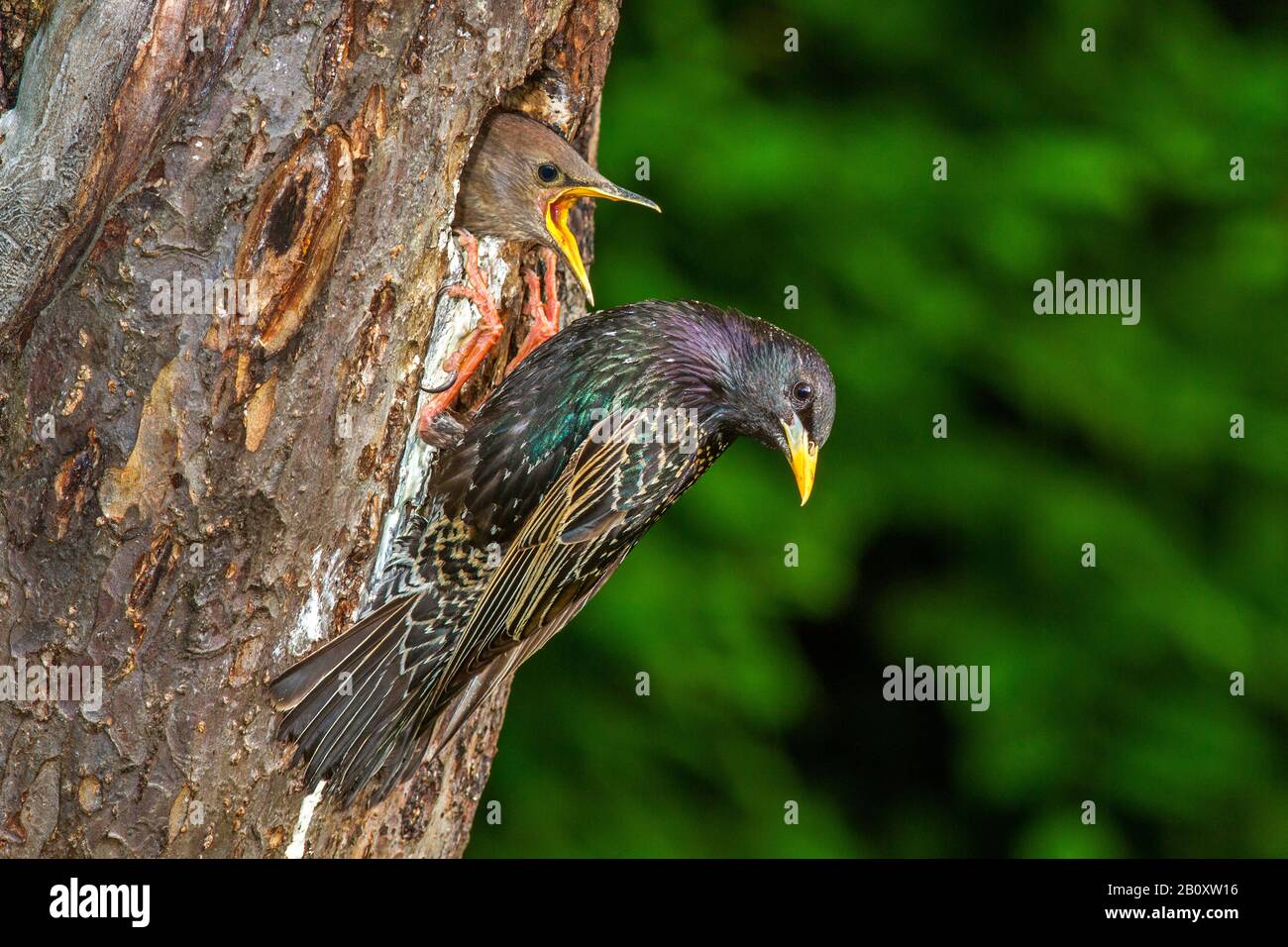common starling (Sturnus vulgaris), at breeding hole with hungry young bird, Germany, Baden-Wuerttemberg Stock Photo