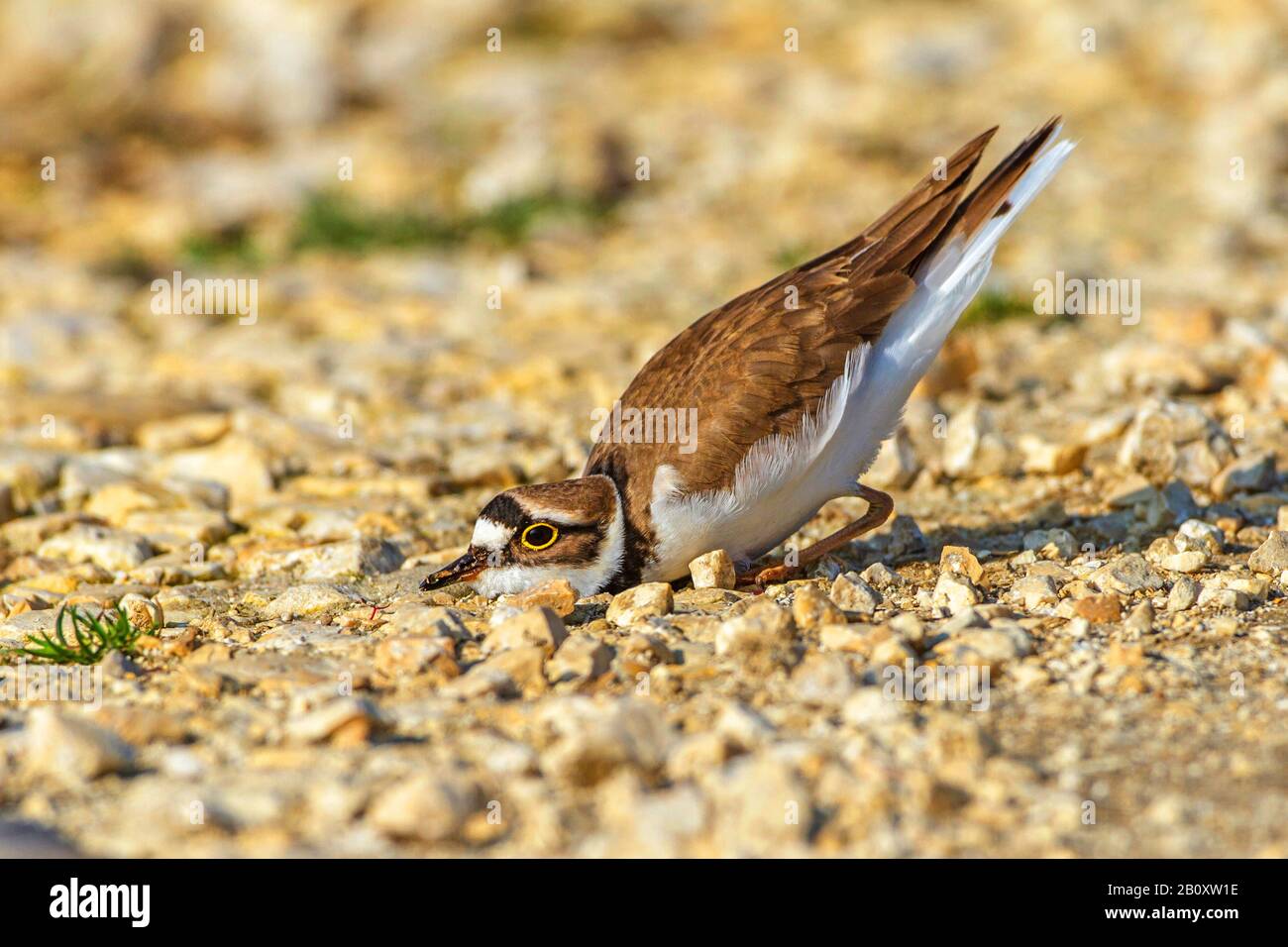 little ringed plover (Charadrius dubius), building a nest pan on the ground, side view, Germany, Baden-Wuerttemberg Stock Photo