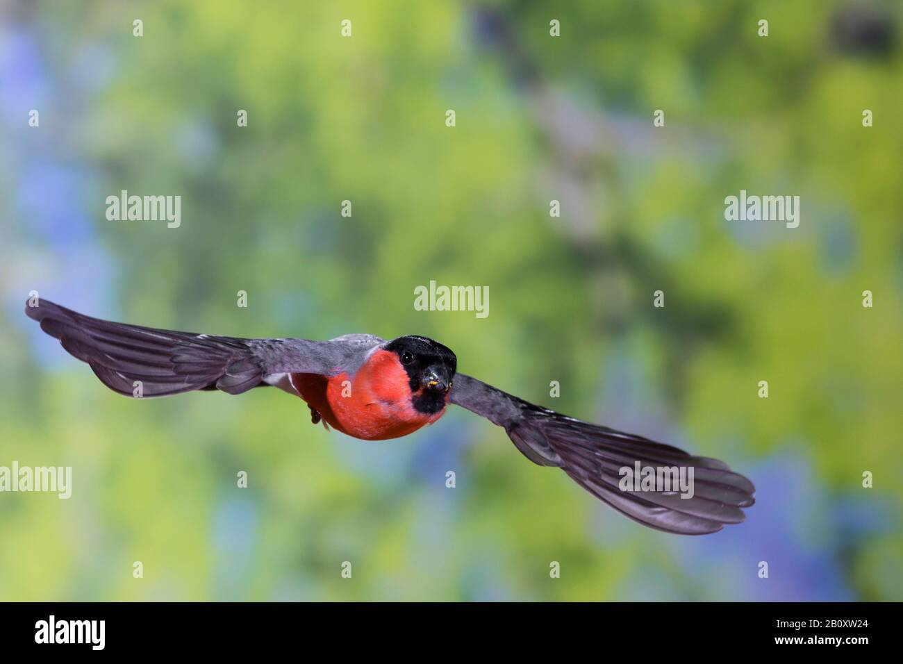 bullfinch, Eurasian bullfinch, northern bullfinch (Pyrrhula pyrrhula), male in flight, front view, Germany Stock Photo