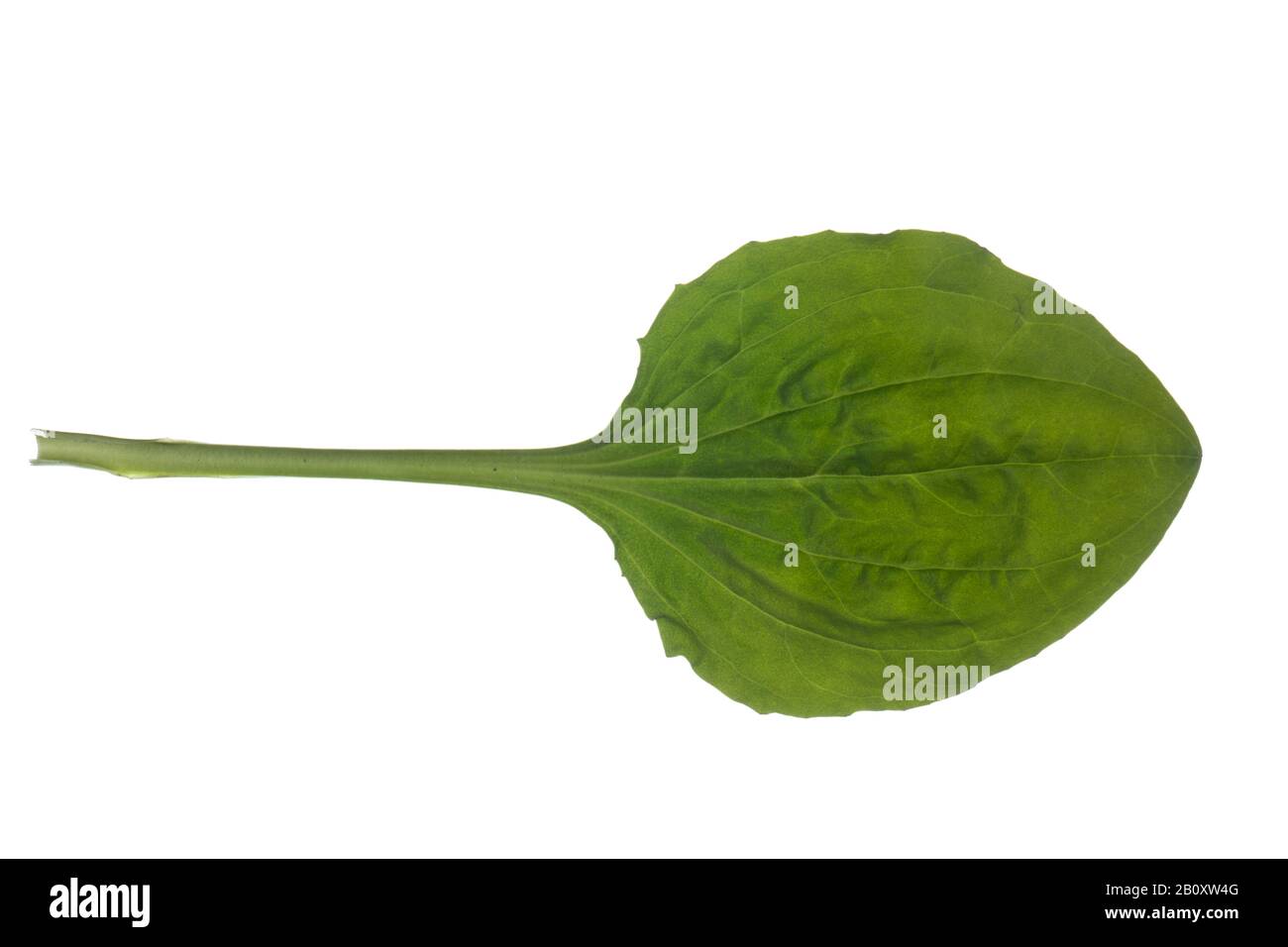 common plantain, great plantain, broadleaf plantain, nipple-seed plantain (Plantago major), leaf, cutout, Germany Stock Photo