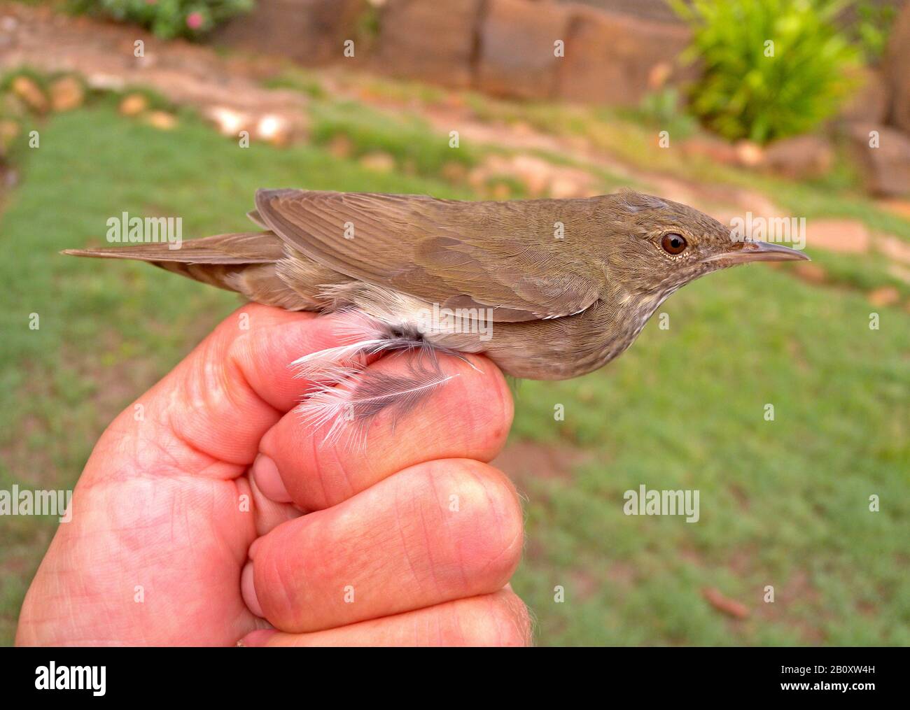 river warbler (Locustella fluviatilis), is held in the hand for ringing, side view, Kenya Stock Photo