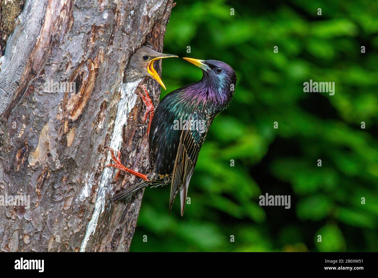 common starling (Sturnus vulgaris), at breeding hole with hungry young bird, side view, Germany, Baden-Wuerttemberg Stock Photo