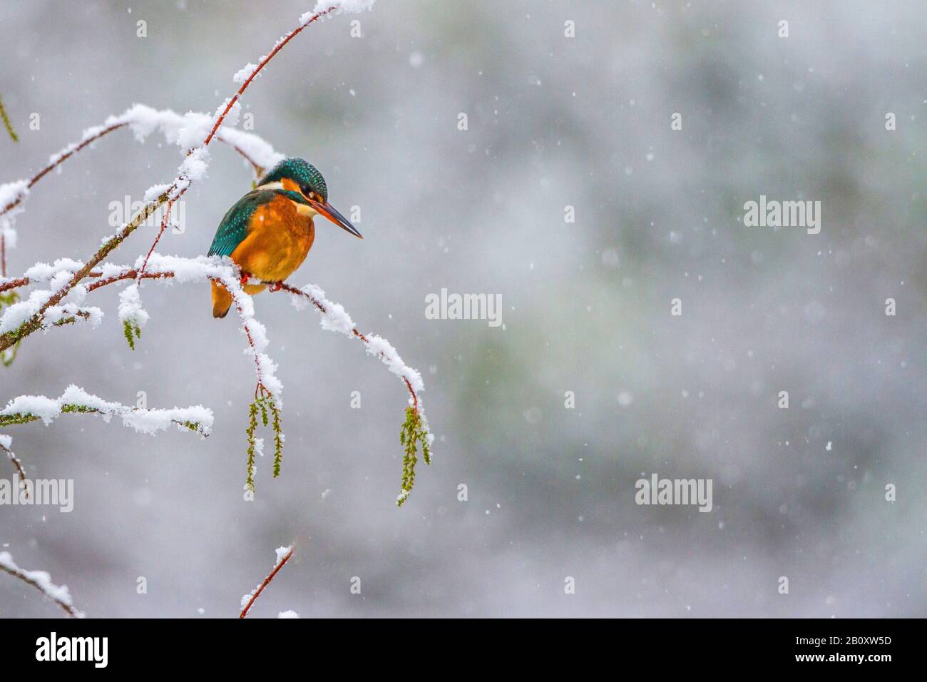 river kingfisher (Alcedo atthis), female perching on a snow-covered twig of a bald-cypress, Germany, Baden-Wuerttemberg Stock Photo