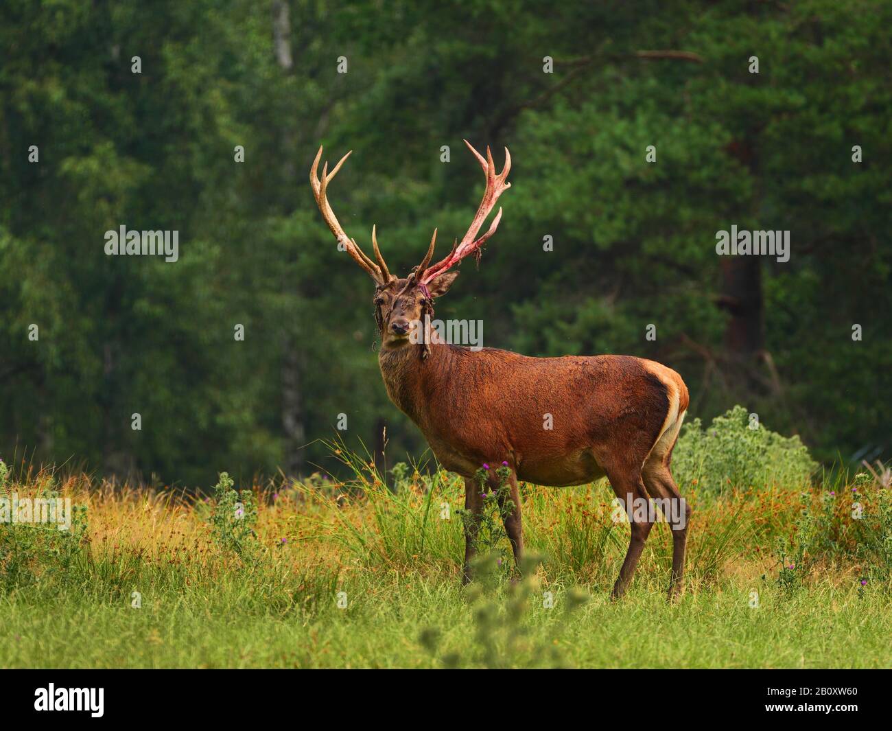 red deer (Cervus elaphus), after removing the velvet, Germany, Saxony, Erz Mountains Stock Photo